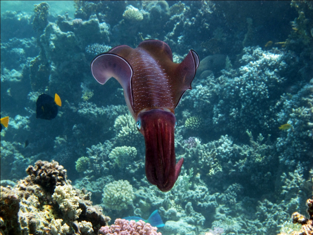 Three Pools Snorkeling Tour 
