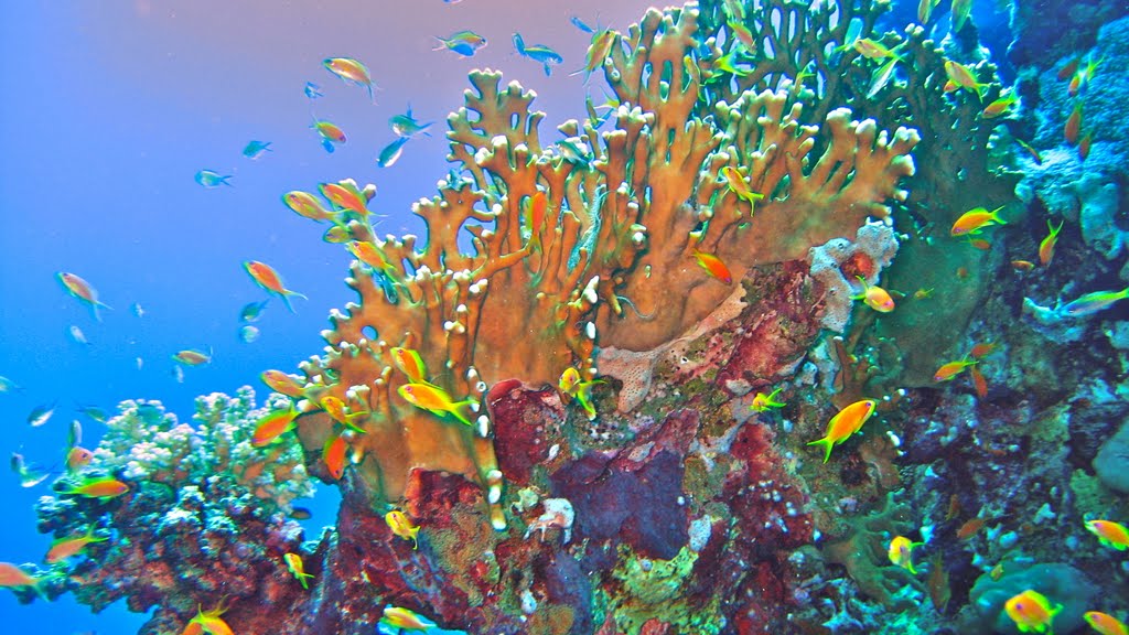 Abu Dabab Snorkeling Tour