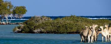 Marsa Allam Tours